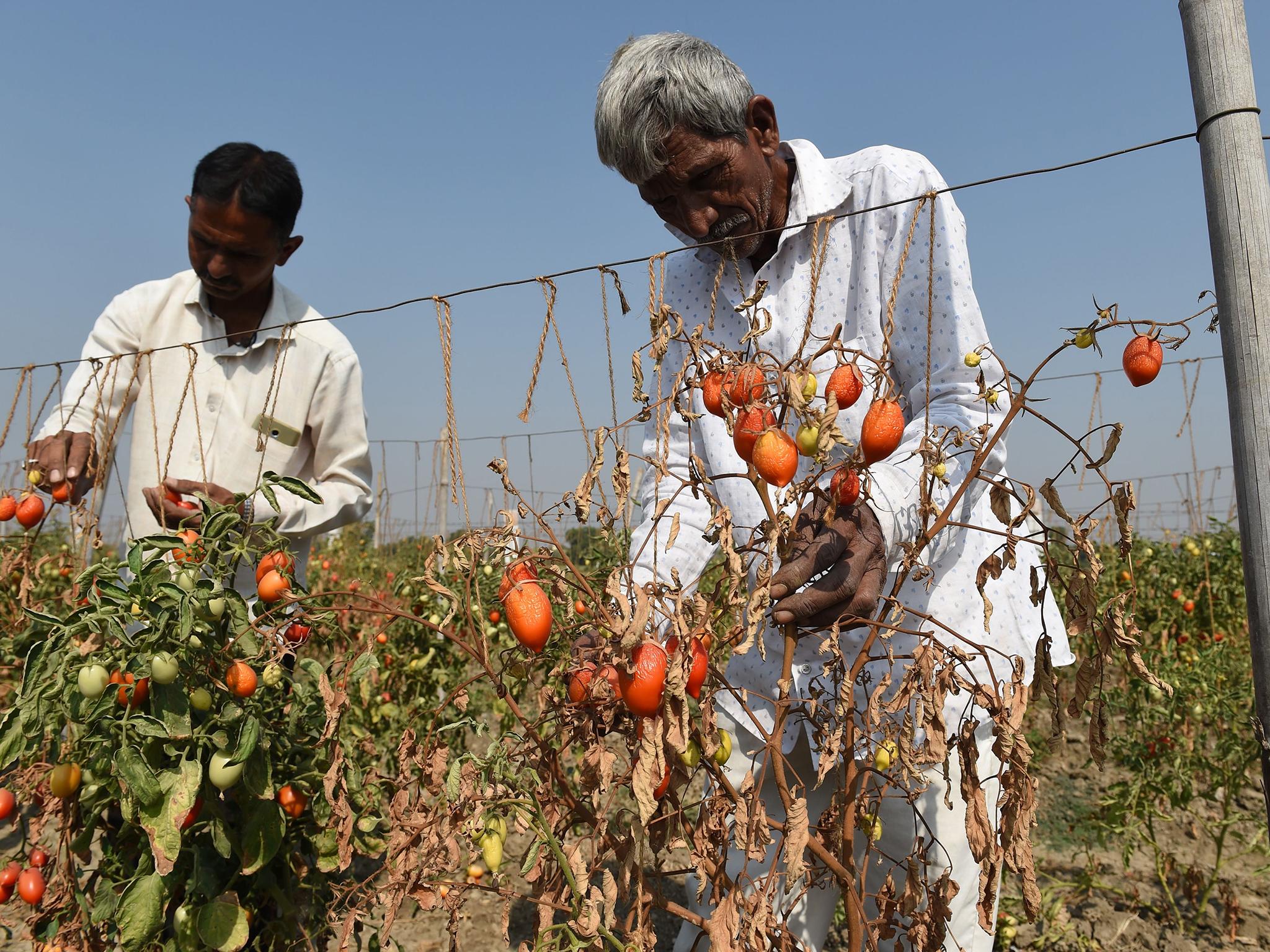 Farmers look at their partially spoiled tomato plants in Medha Village (AFP/Getty)