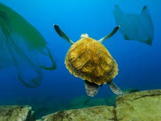 Microplastics found in guts of every species of sea turtle