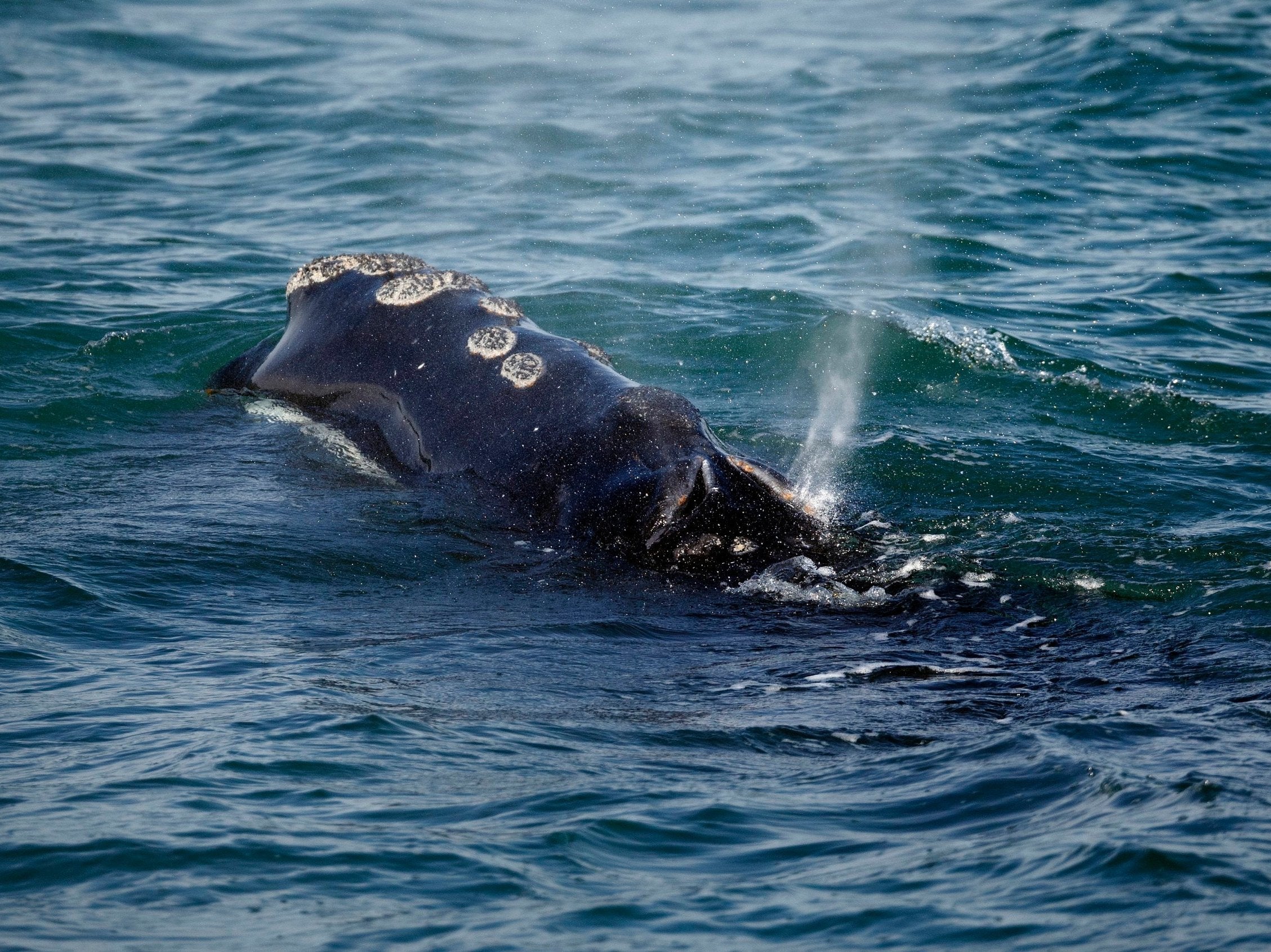 A North Atlantic right whale feeds off the coast of Plymouth, Massachusetts. It is thought only 400 of the endangered species remain in existence due to entanglements in fishing lines.