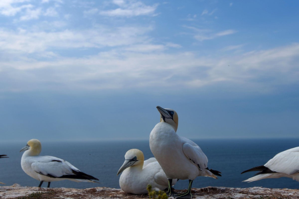 Seabird populations have dropped 70% as fishing industry competes for food