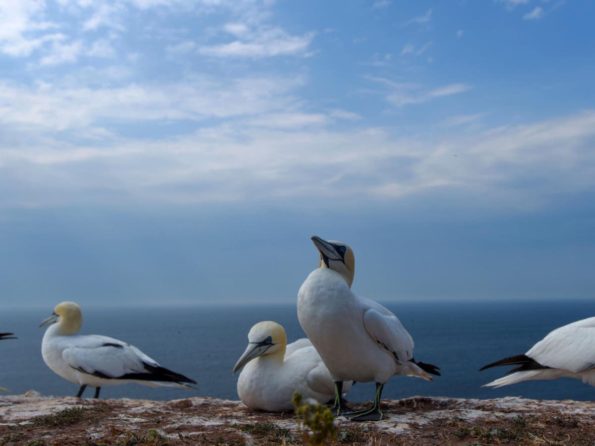 Seabird populations have dropped 70% as fishing industry competes for food