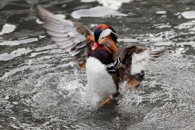A Mandarin duck flutters in Central Park in New York