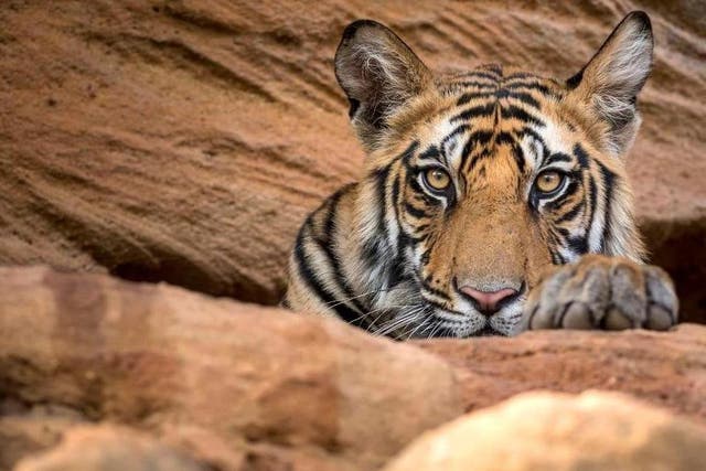 Roar power: the final episode follows tigers in Bandhavgarh National Park’s tiger reserve in India