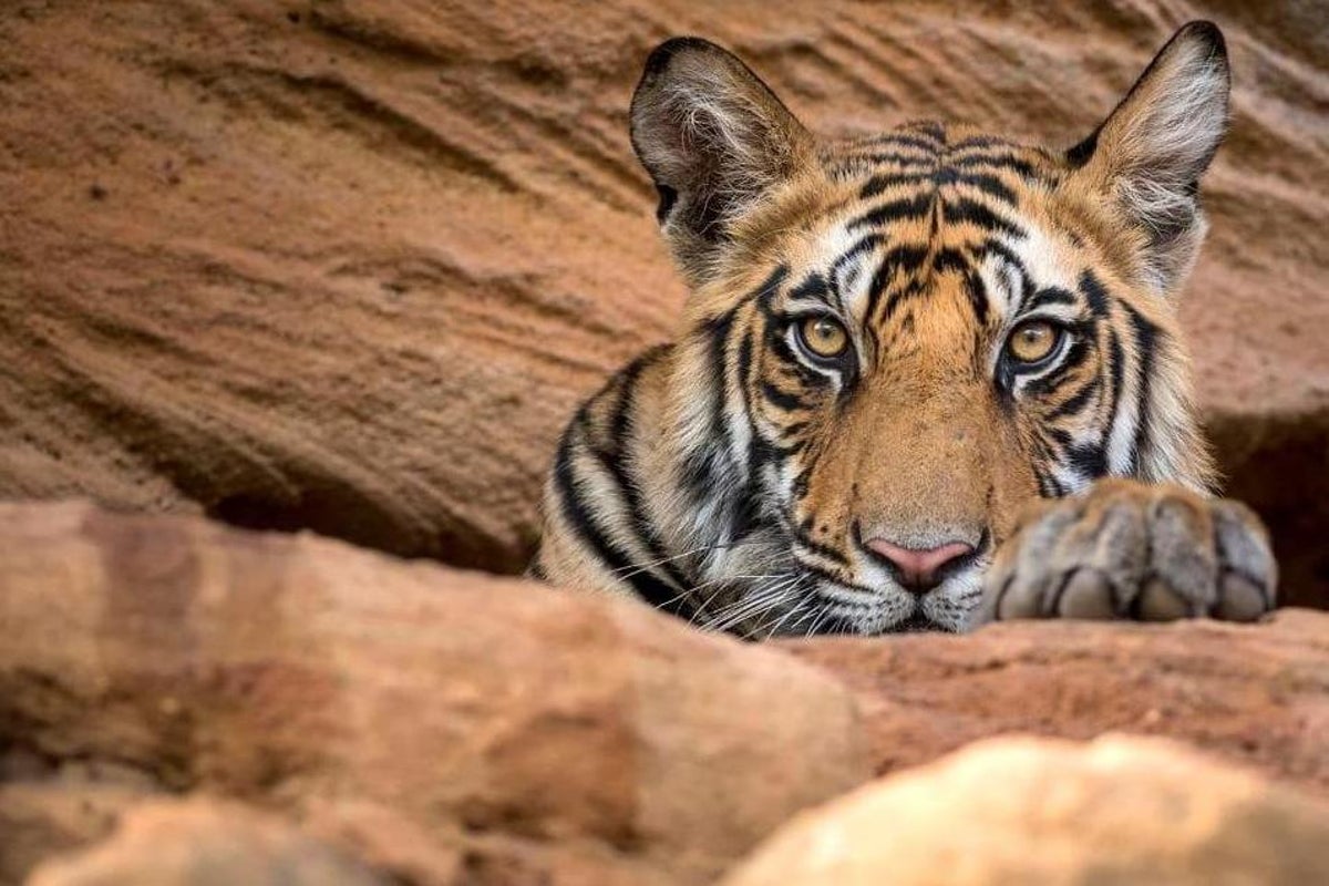 We've got roar-some news the gender reveal of the Amur tiger