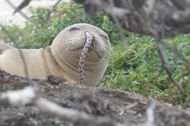 Seals keep getting eels stuck in their noses (NOAA 16632-02 / Brittany Dolan)