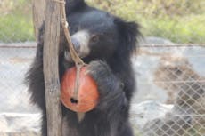 ‘Dancing bear’ finds new home in sanctuary after international rescue