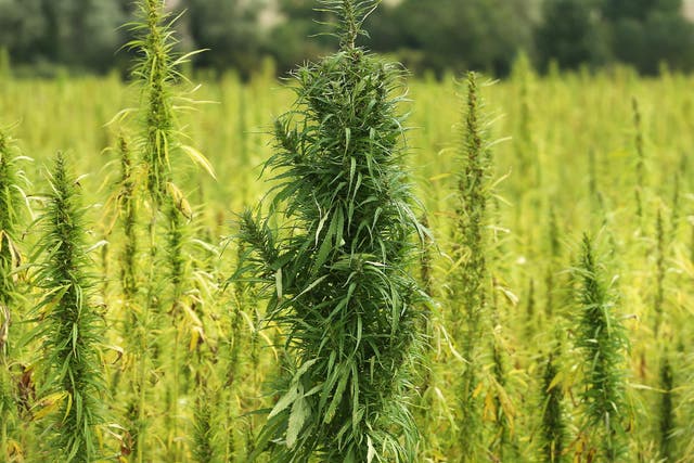 High-potency strains have come to dominate markets in UK and US over past two decades