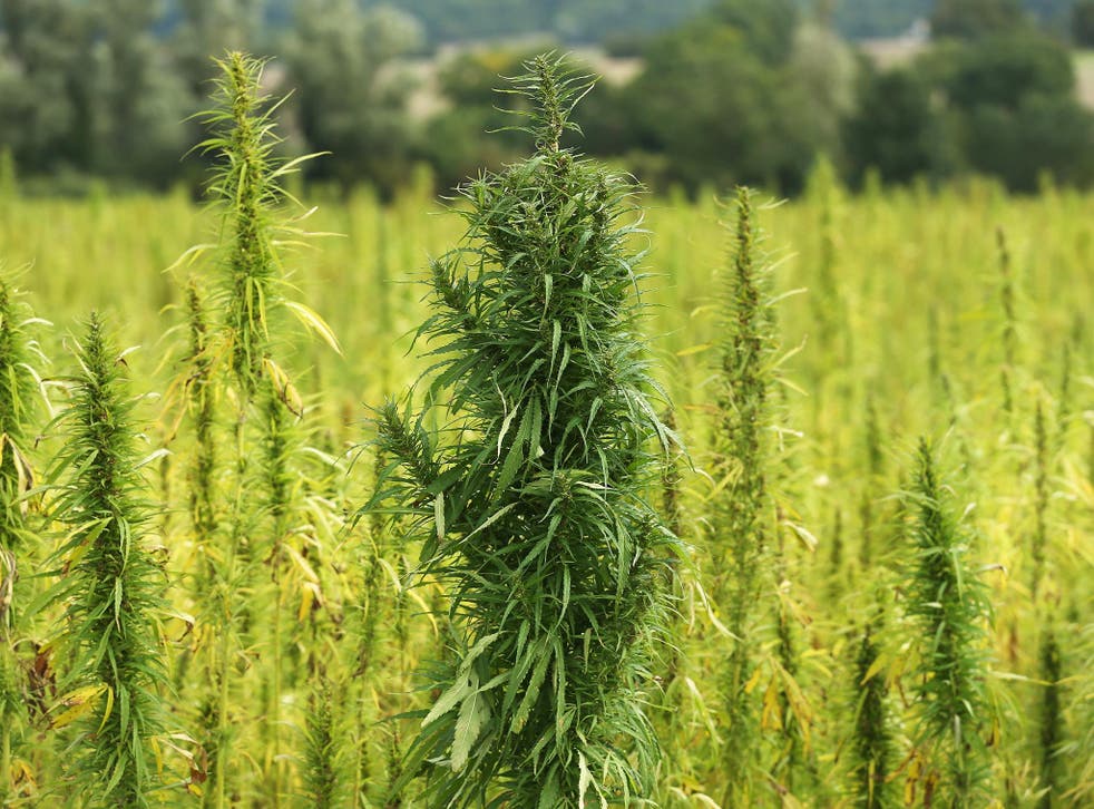 High-potency strains have come to dominate markets in UK and US over past two decades