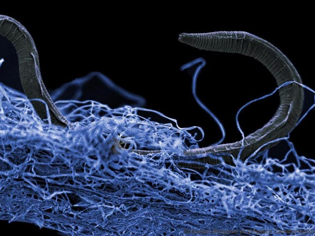 An unidentified nematode worm from Kopanang gold mine in South Africa