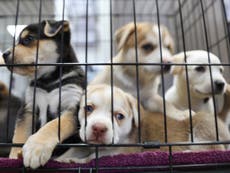 Germany’s biggest animal rescue shelters ban adoptions over Christmas