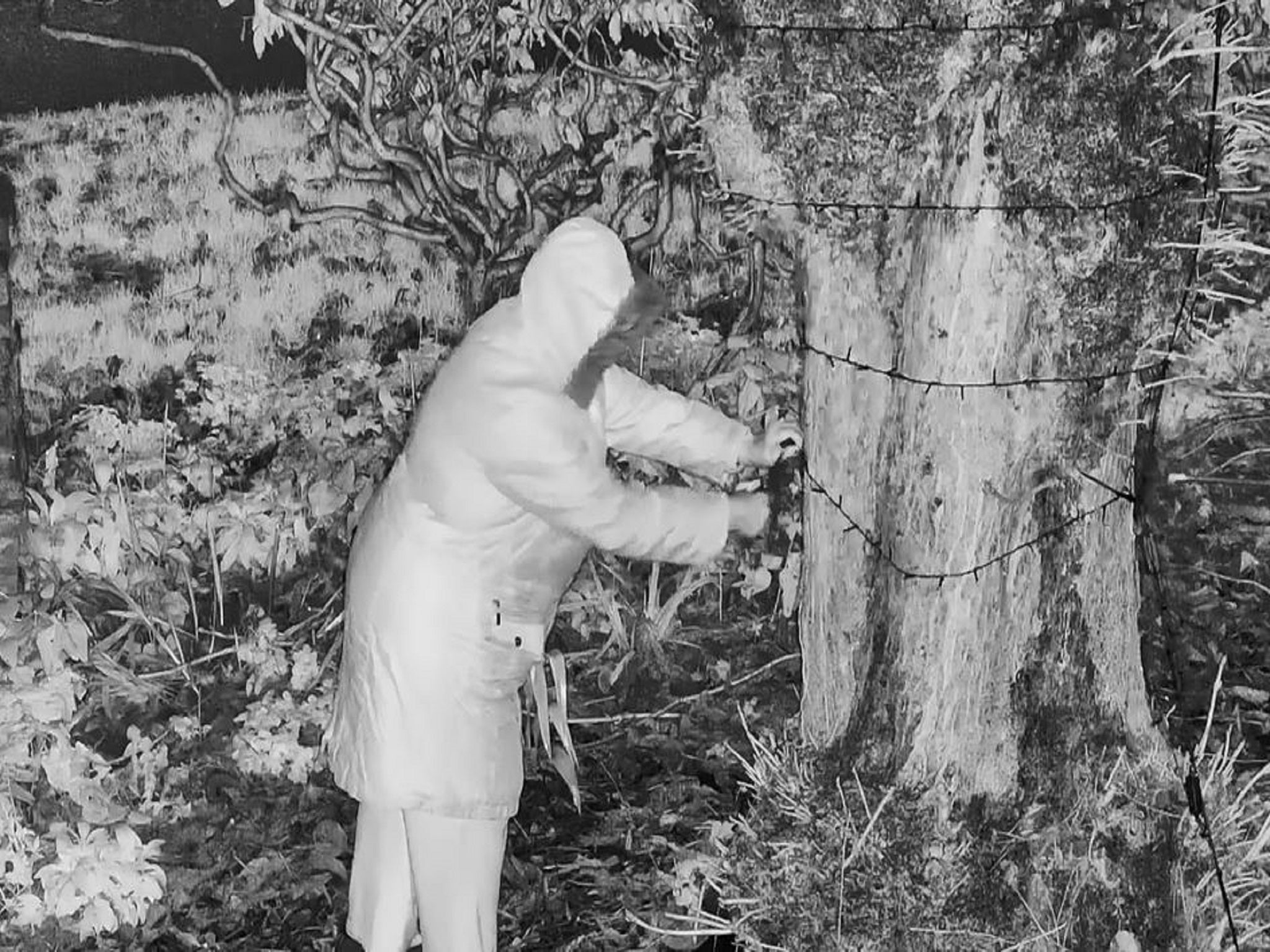 Elderly woman cuts down flashing Christmas lights after sneaking into family's garden in middle of night