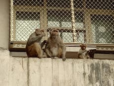 Large gangs of out-of-control monkeys run wild in India's parliament