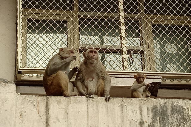 Monkeys sit outside the first-floor windows of a federal government building in Delhi, India