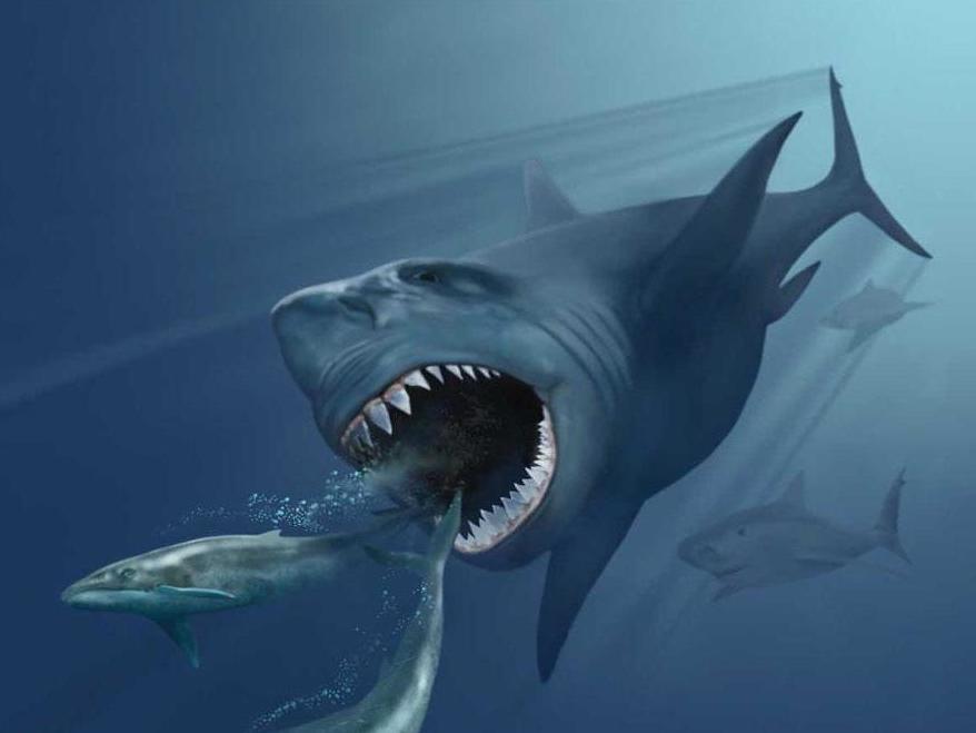 Megalodons were enormous sharks that went extinct around 2.6 million years ago