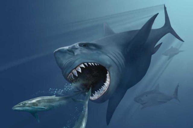 Megalodons were enormous sharks that went extinct around 2.6 million years ago