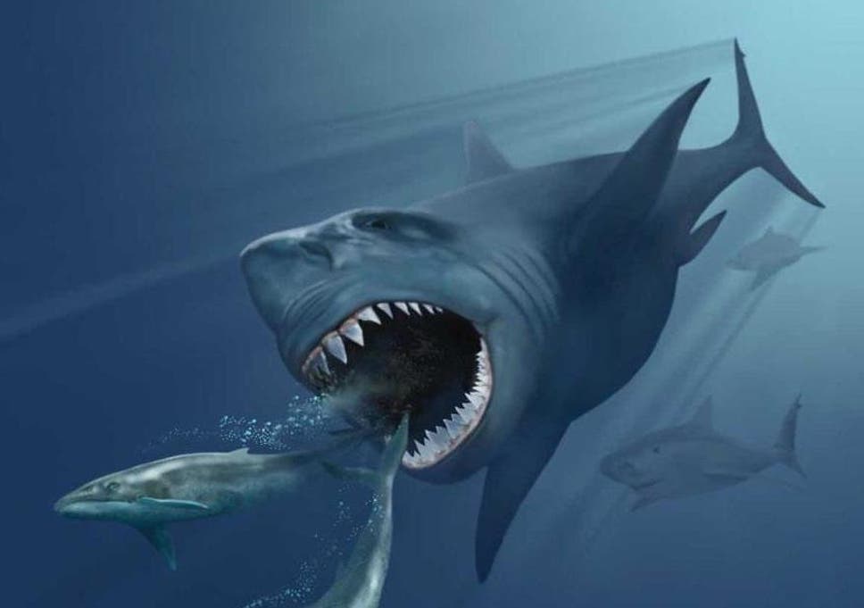 Megalodons were enormous sharks that went extinct around 2.6 million years ago
