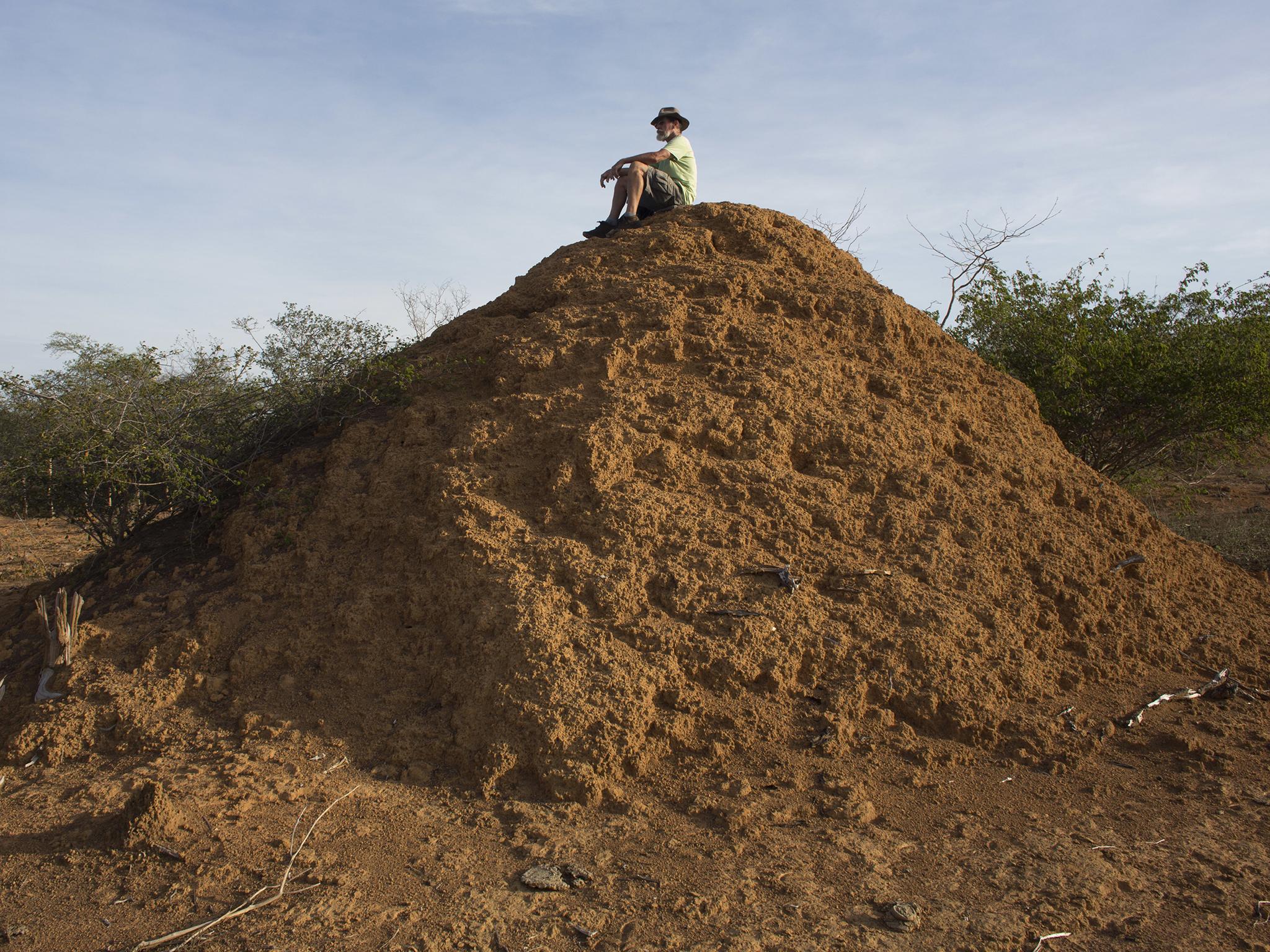 Botanist Roy Funch carried out radioactive dating to determine the age of the giant termite mounds near Palmeiras