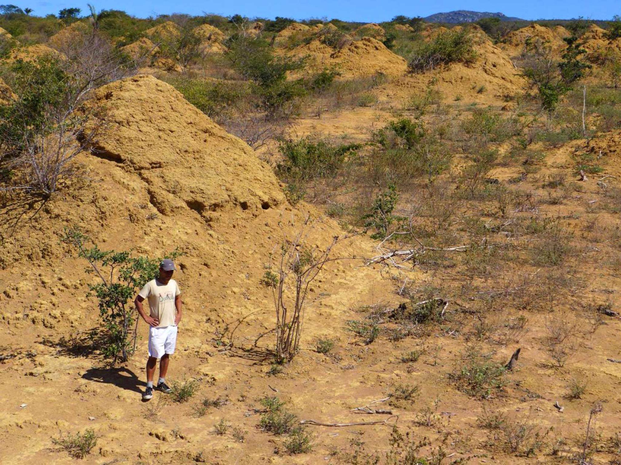 Funch and his colleagues discovered some of the mounds were nearly 4,000 years old