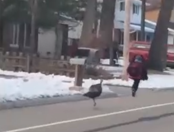 Boy runs from turkey in Wisconsin