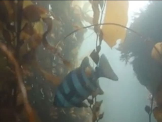 The barred knifejaw, a Japanese fish which has been spotted by divers off California's coast