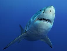 Shark numbers crashed by 92% over past half century, report finds