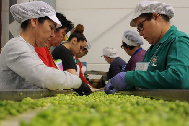 Workers sort beans ready for distribution across the country