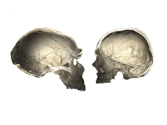 Neanderthal and human skulls