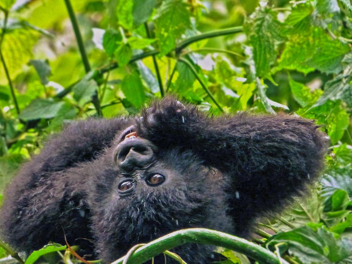 Baby gorillas named during ceremony in Rwanda