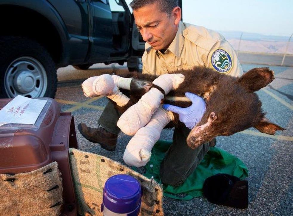 Cinder the Bear was rescued in August 2014