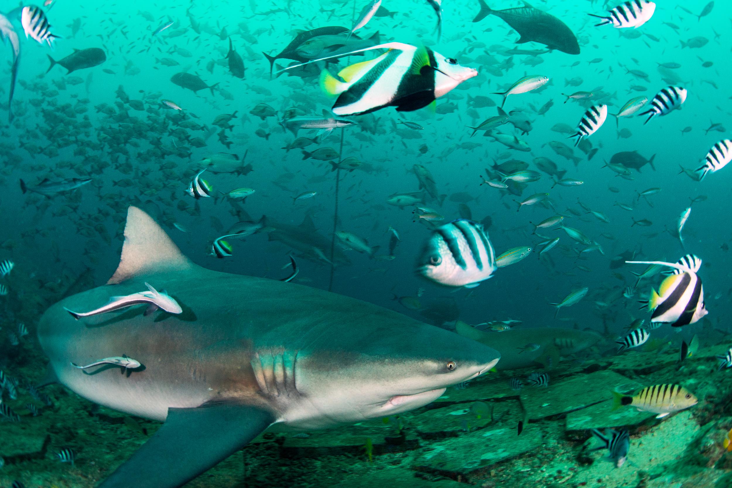 Fiji is one of the few places you can try cage-free shark diving