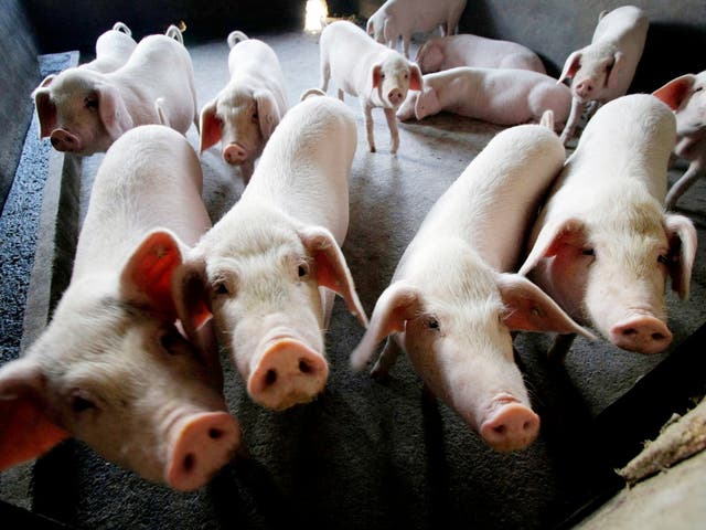 Pigs being bred at a farm in Changzhou, China