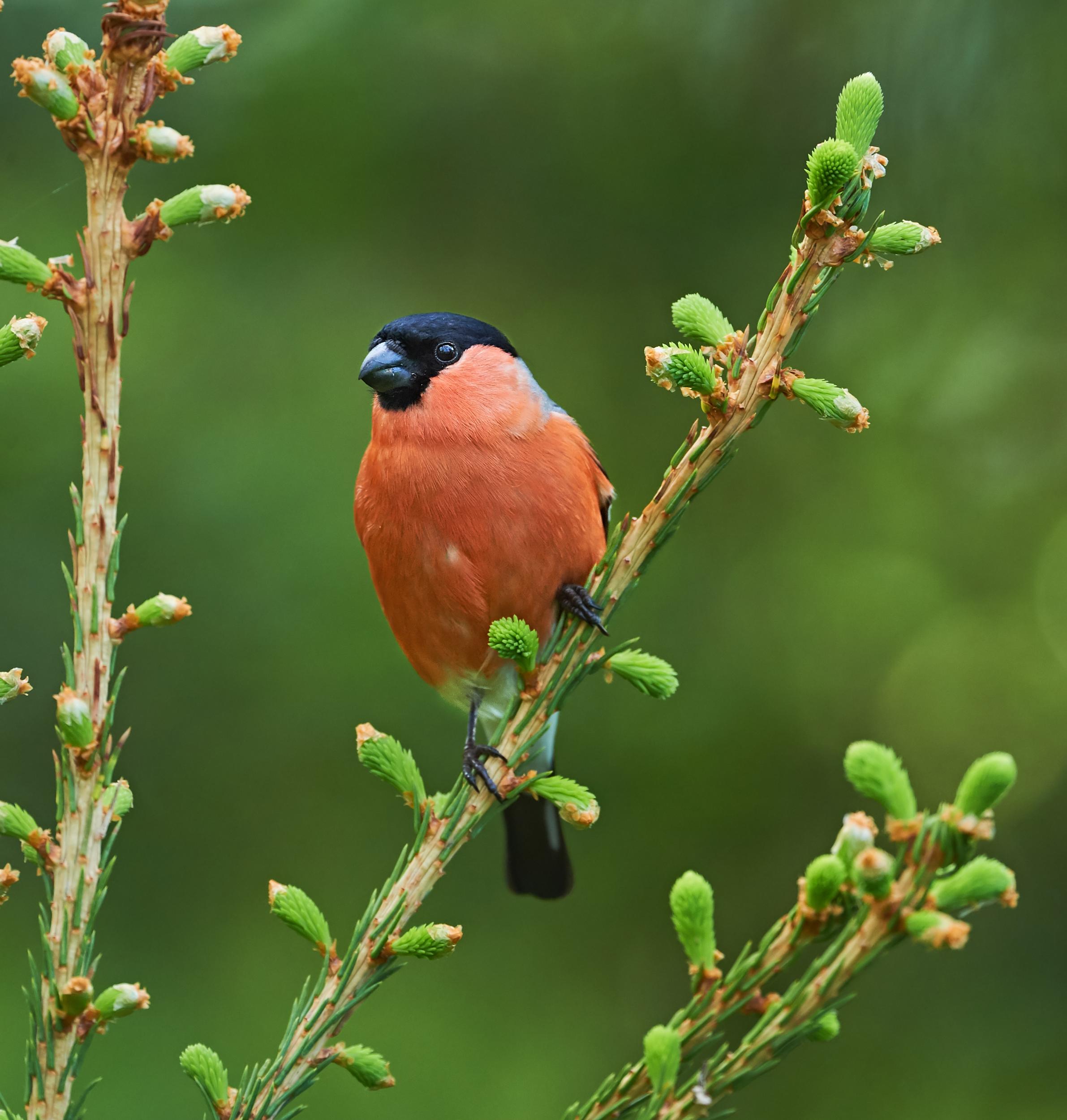 Bullfinches are on the RSPB’s amber conservation list