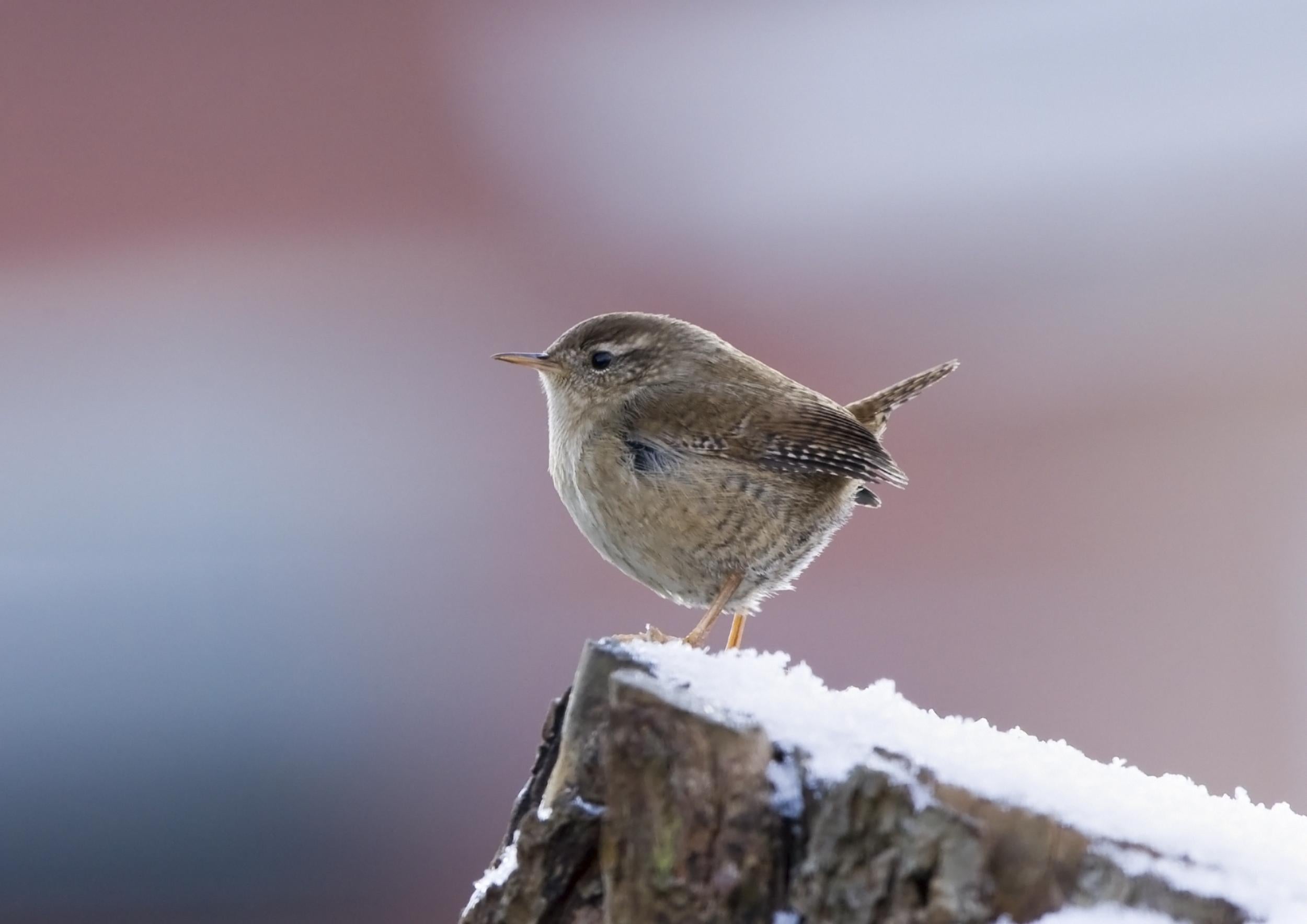Wrens, one of the smallest birds, were targeted