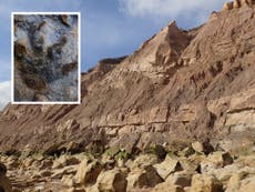 Dinosaur footprints revealed after storms destroy Sussex cliffs