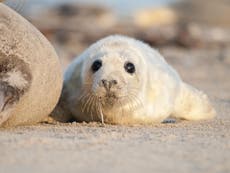 Baby seals drinking milk ‘contaminated by toxic chemicals from ocean’