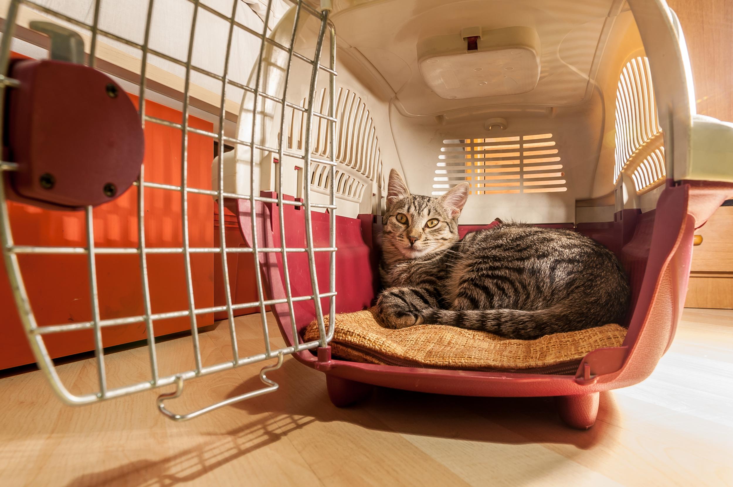 If you want to travel with your pet beyond 30 March, it’s recommended you take it to the vet immediately