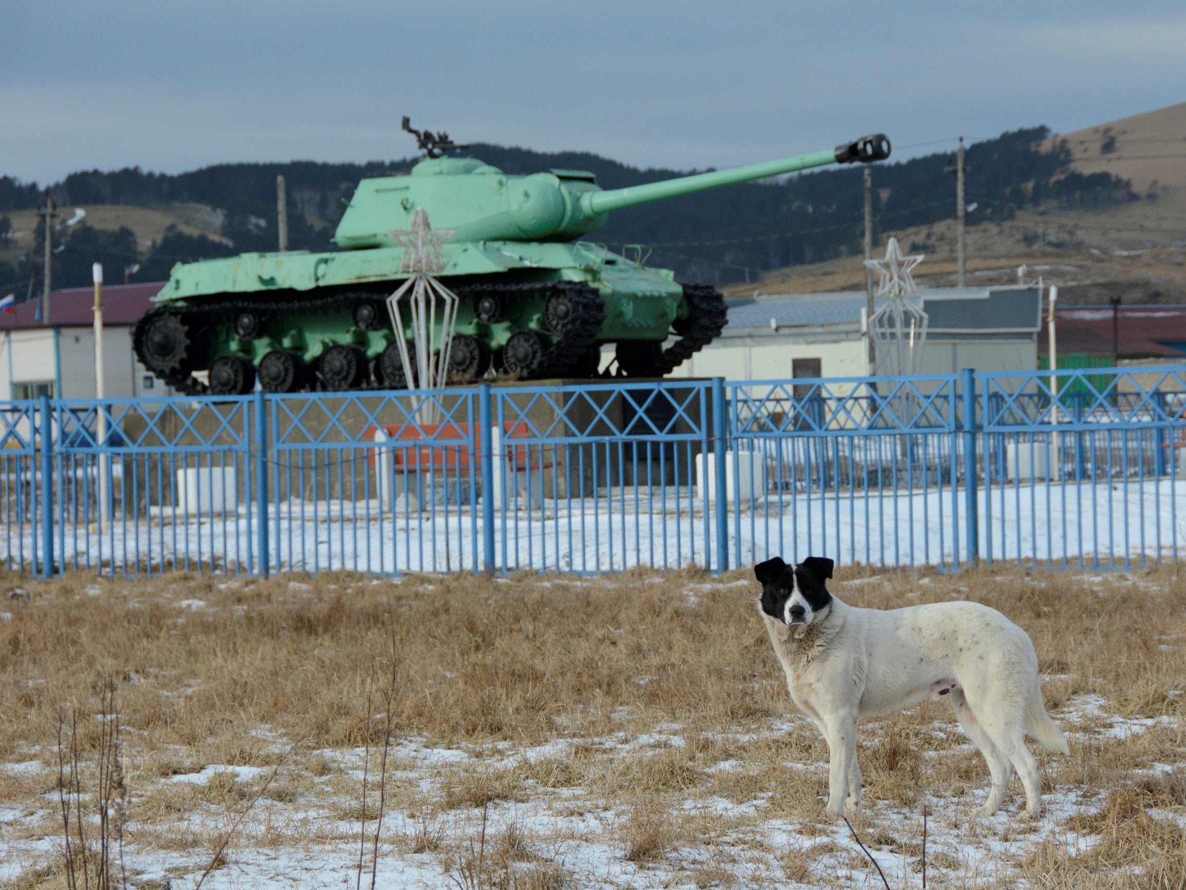 A dog stands in front of a Soviet IS-2 tank, a World War II monument, in the village of Malokurilskoye on the island of Shikotan, Southern Kurils, Russia