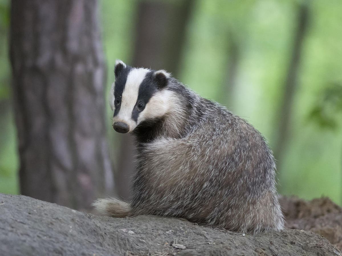 More Than 30 000 Badgers Killed Over Autumn In Largest Cull Ever Figures Show The Independent The Independent