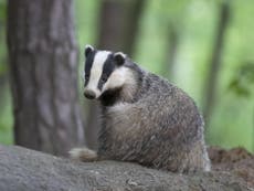 More than 30,000 badgers killed over autumn in largest cull ever