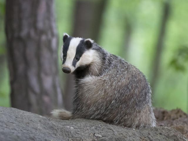 Around 70,000 badgers have been killed since the cull began in 2013