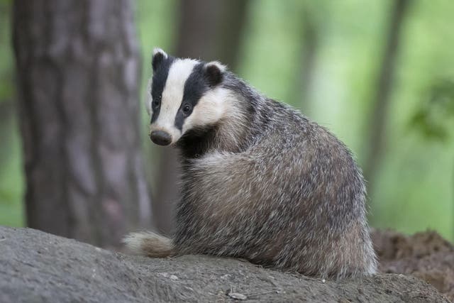 Around 70,000 badgers have been killed since the cull began in 2013