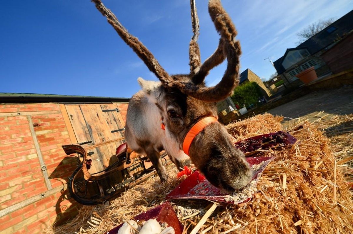 Reindeers don't like carrots and struggle to eat them, animal expert warns  | The Independent | The Independent