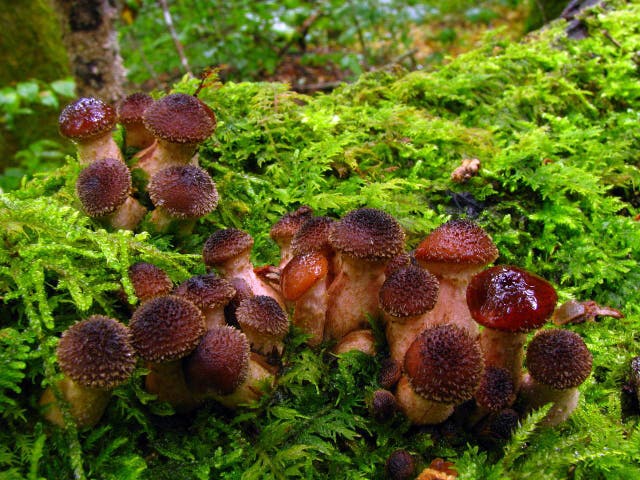 The mushroom Armillaria gallica Marxm. & Romagn