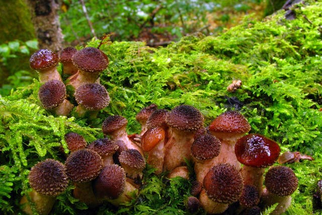 The mushroom Armillaria gallica Marxm. & Romagn