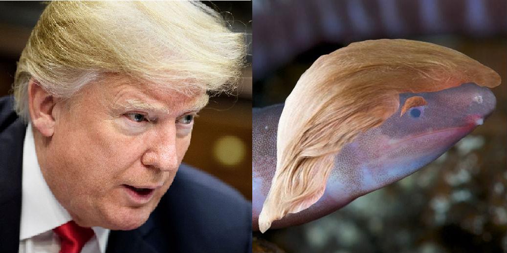 Blind wormlike creature that buries its head in sand named after