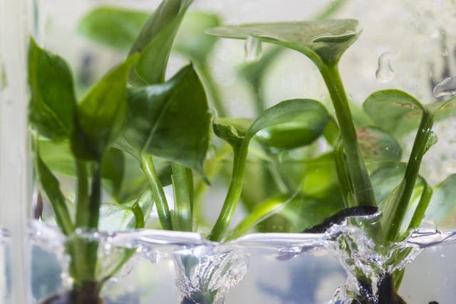 Scientists added a gene to household plant pothos ivy that allowed it to break down pollution