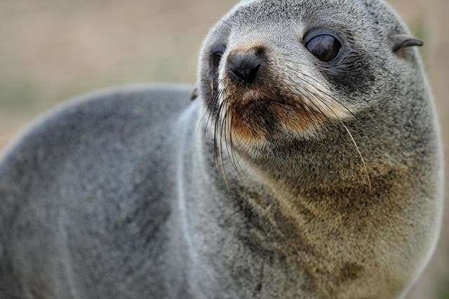 Six fur seal pups have been found decapitated in New Zealand