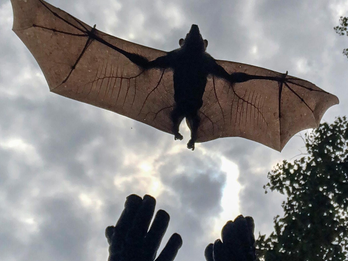 Jonathan Towner releases a bat with a GPS device attached to it. Scientists are trying to determine flight patterns and how the bats transmit the Marburg virus to humans