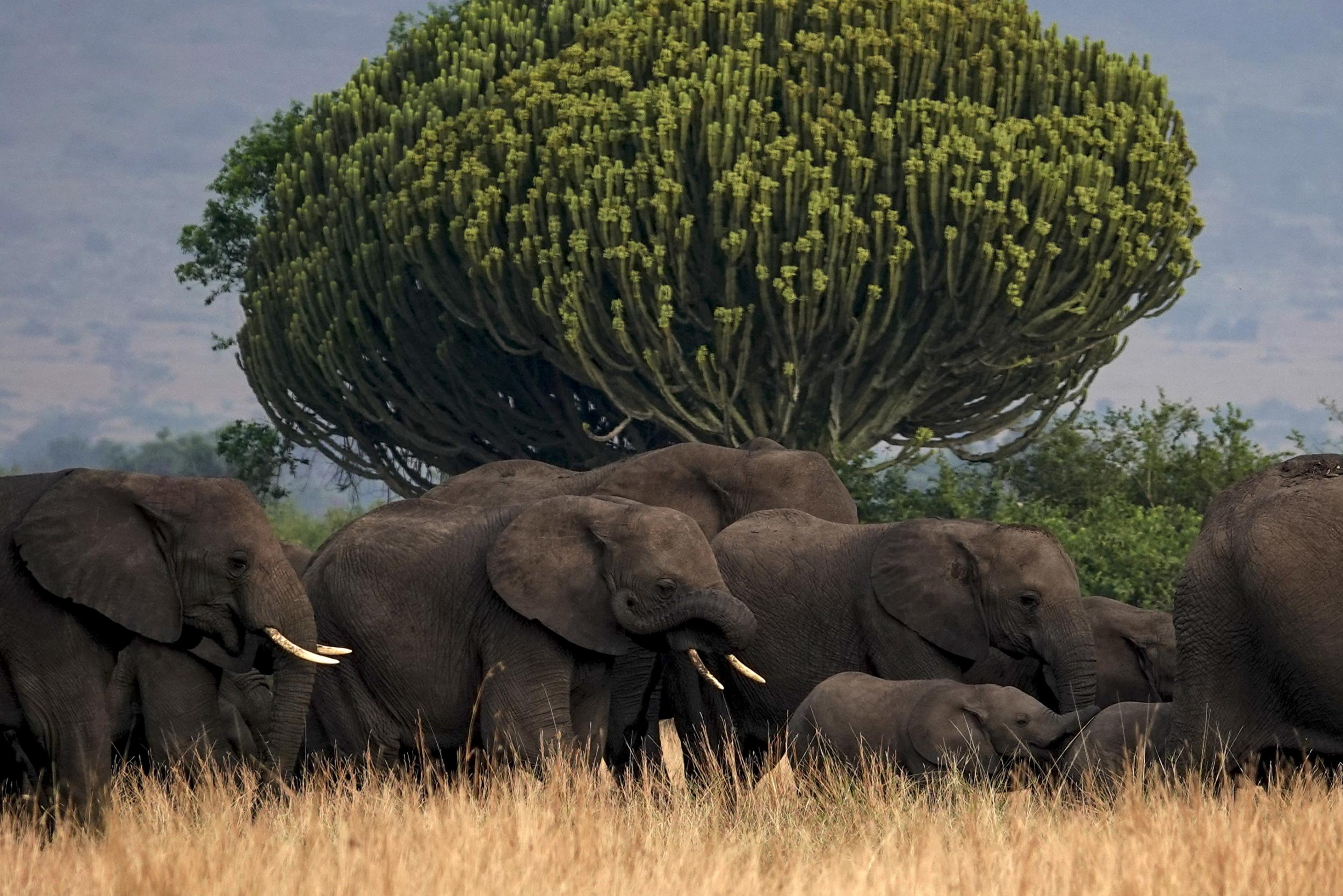 A herd of elephants makes its way through Queen Elizabeth National Park, which has great wildlife diversity (The Washington Post)