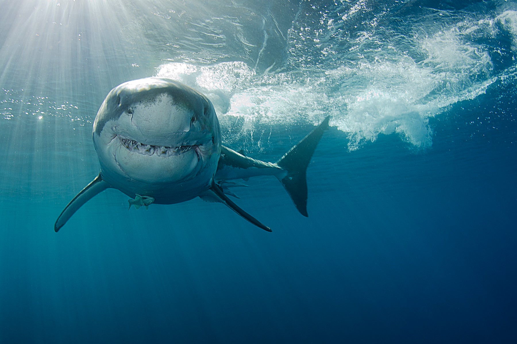 Great whites sometimes look as if they’re smiling underwater